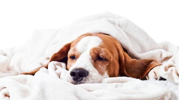 Symptome der AddisonKrankheit bei Hunden