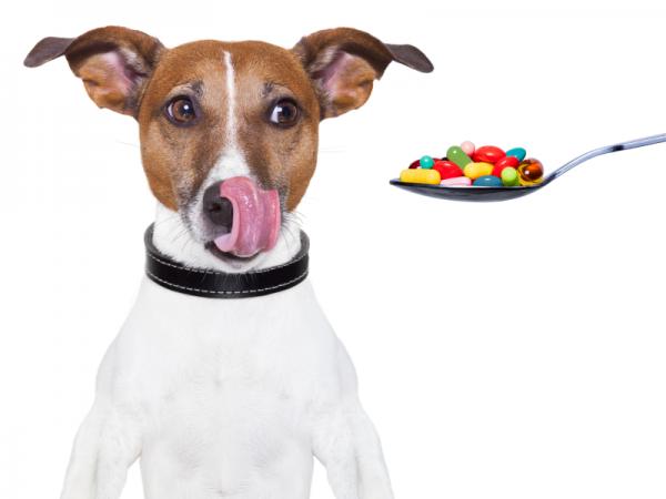 6 Vitamine für Hunde