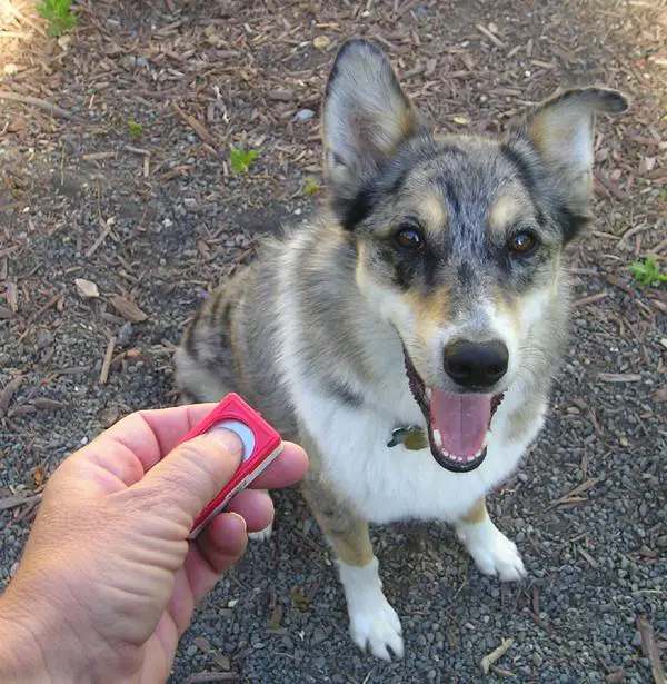 Wie man einen Hund mit Clicker ausbildet