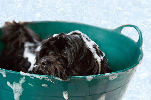 Wie badet man einen Hund, der kein Wasser mag?