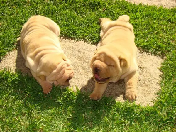 Wie man ein Shar Pei badet