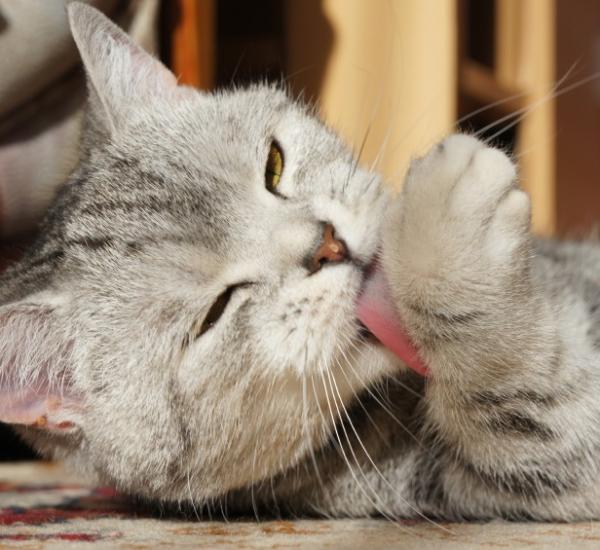 Wie man den schlechten Atem von Katzen bekämpft