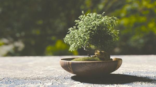 Wie man eine Zimmerpflanze in Bonsai umwandelt