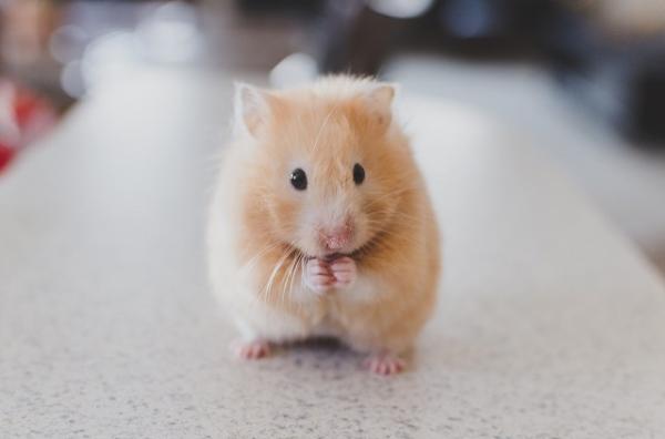 Wie man sich um einen Hamster kümmert - alles, was man wissen muss