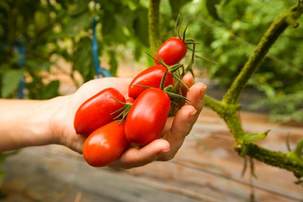 Wie man Tomaten anbaut