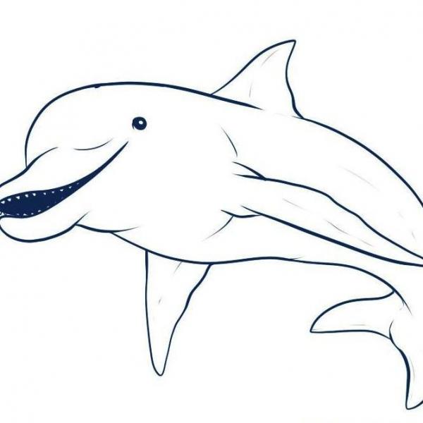 Wie man einen Delphin zeichnet