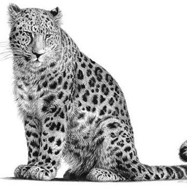 Wie man einen Leoparden zeichnet