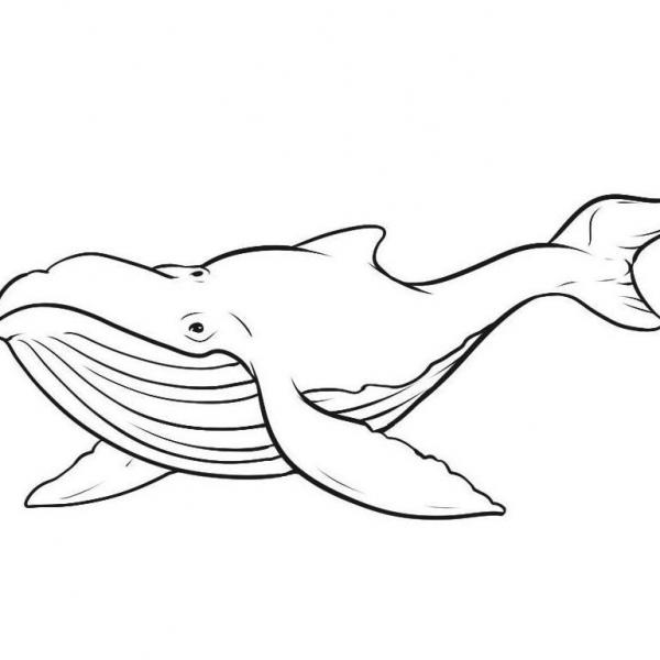 Wie man einen Wal zeichnet