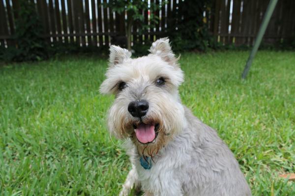 Wie man einen Schnauzer erzieht