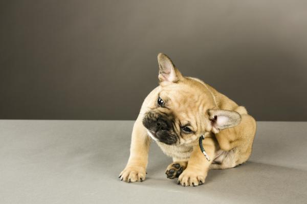 Wie wähle ich einen Flohhalsband für Hunde?