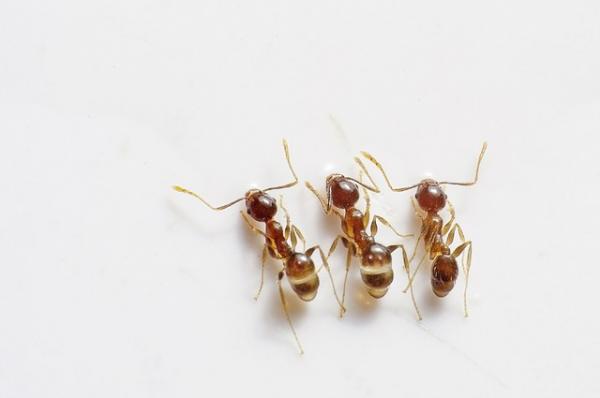 Wie man Ameisen natürlich beseitigt