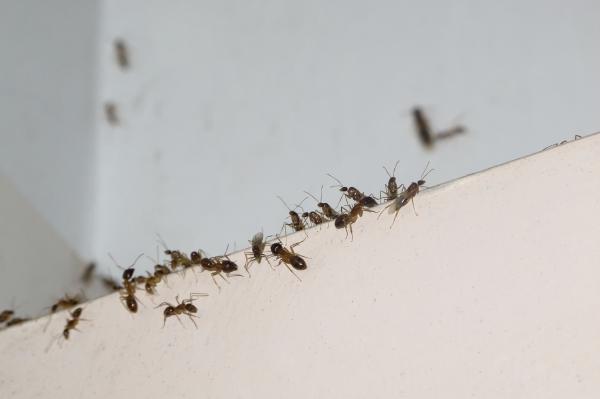 Wie man Ameisen aus meiner Küche entfernt