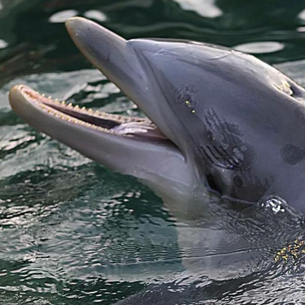 Wie man die Delfine ausbildet
