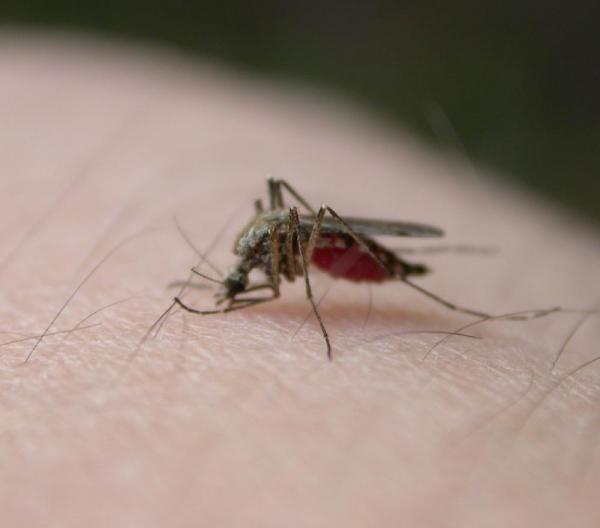 Wie man Mückenstiche vermeidet