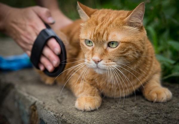 Wie man das Vertrauen einer Katze verdient