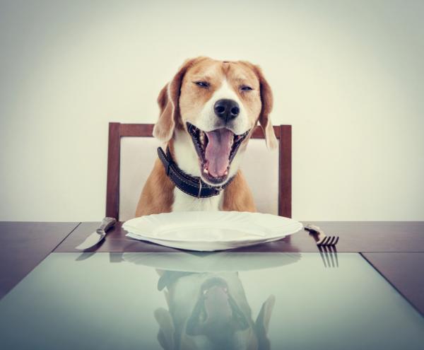 Wie man selbstgemachtes Essen für Hunde macht