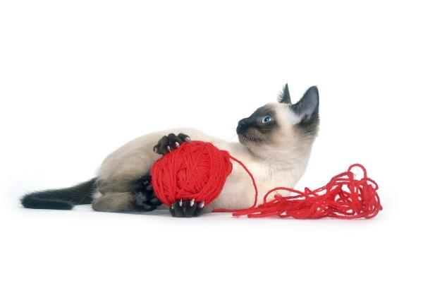 Wie man selbstgemachte Spielzeuge für Katzen herstellt