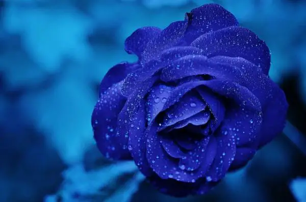 Wie man natürliche blaue Rosen macht