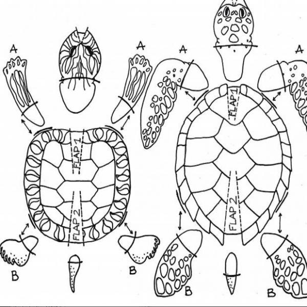Wie man eine Pappschildkröte macht
