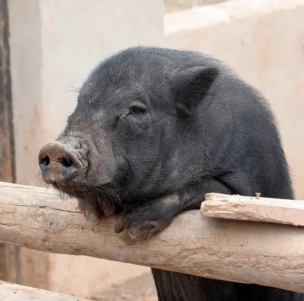 Wie man ein vietnamesisches Schwein identifiziert