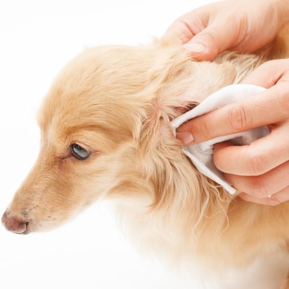 Wie man die Ohren eines Hundes säubert