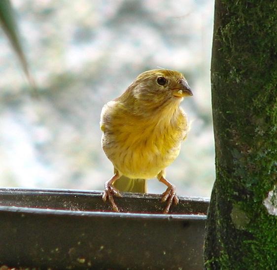 Wie verbessert man die Zucht von Kanarienvögeln?