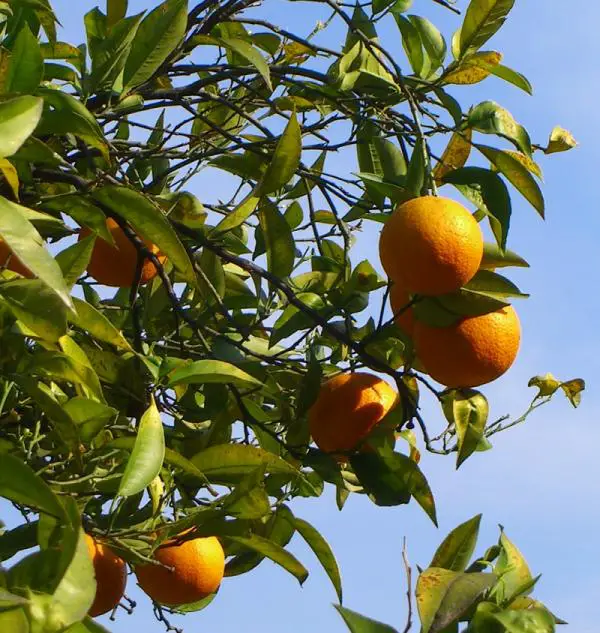 Wie man einen Orangenbaum pflanzt