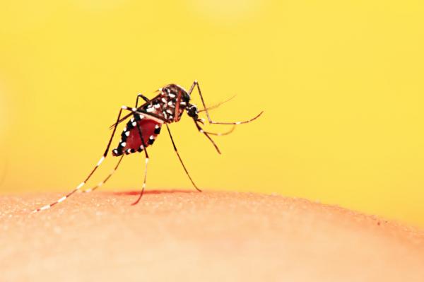Wie man das Zika Virus verhindert