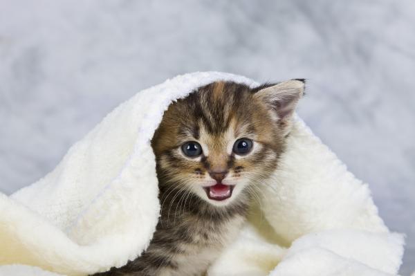 Wie man eine Welpenkatze kämpft