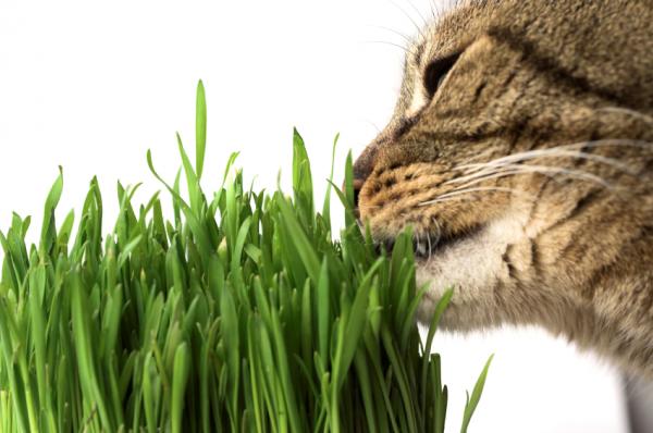 Wie wird Gras für Katzen verwendet?