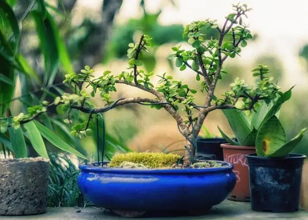 Wie man einen Bonsai verpflanzt