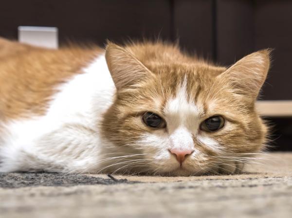 Wie behandelt man Calcivirus bei Katzen?