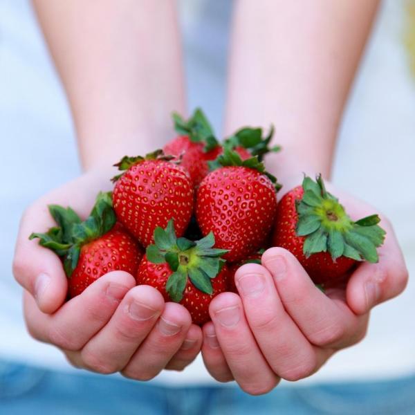Wie man Ekzem mit Erdbeeren behandelt