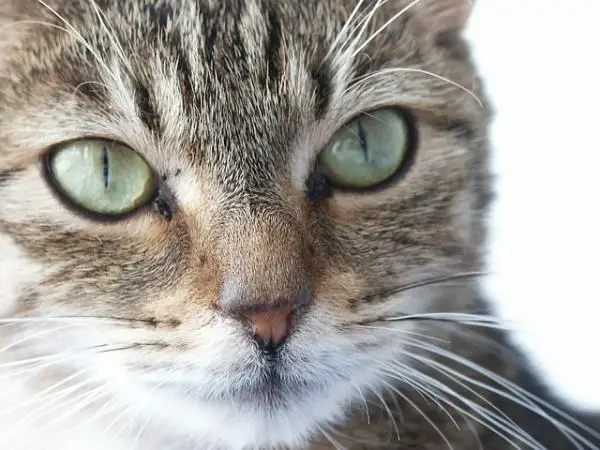 Wie behandelt man Glaukom bei Katzen?