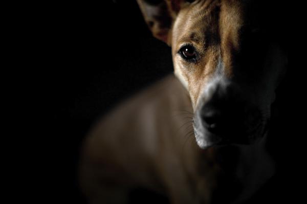 Wie behandelt man das vestibuläre Syndrom bei Hunden?