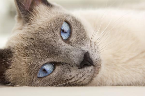 Wie behandelt man Dermatitis bei Katzen?