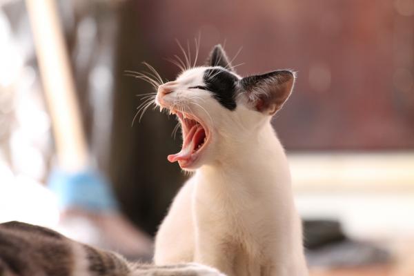 Wie man Gingivitis bei Katzen behandelt