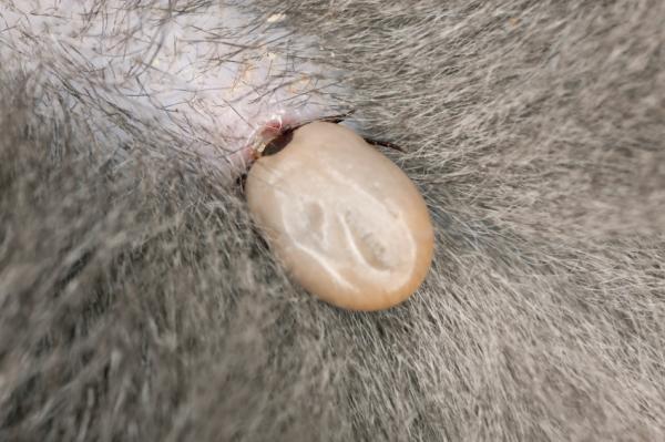 Wie man Hunde-Hepatozoonose behandelt