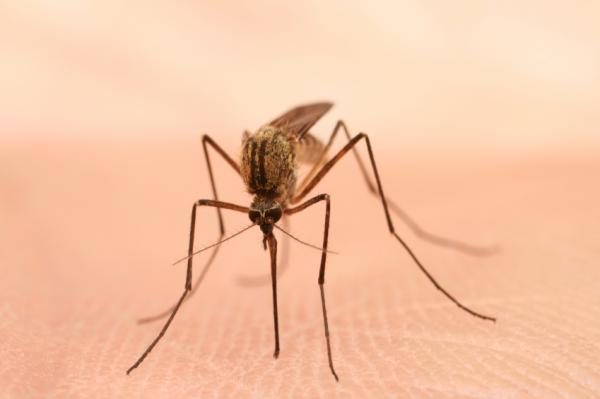 Wie man Malaria behandelt