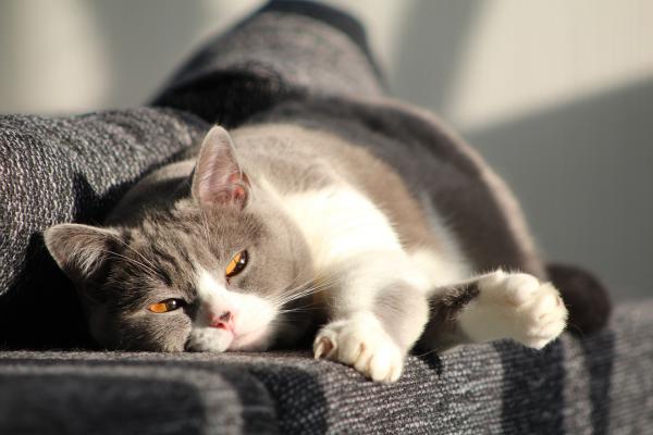 Wie behandelt man Tularämie bei Katzen?