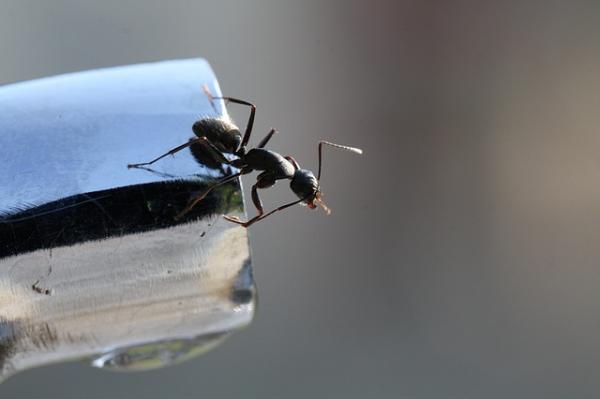 Wie man Borax für Ameisen benutzt