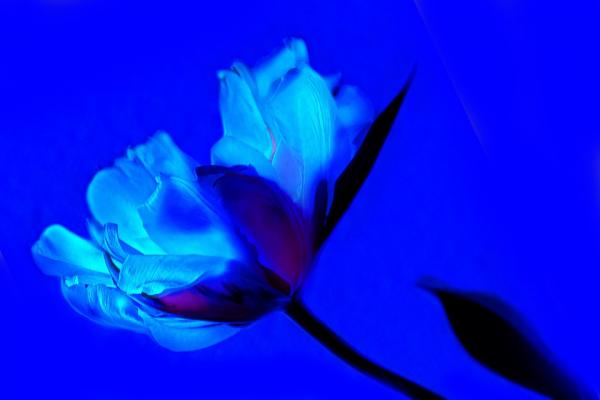 Was bedeuten blaue Tulpen?