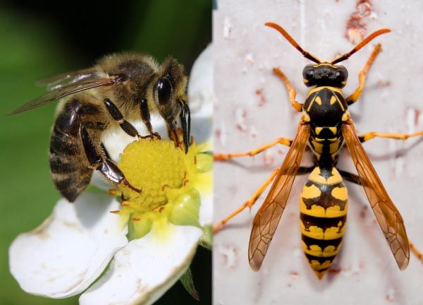 Was ist der Unterschied zwischen Wespe und Biene?