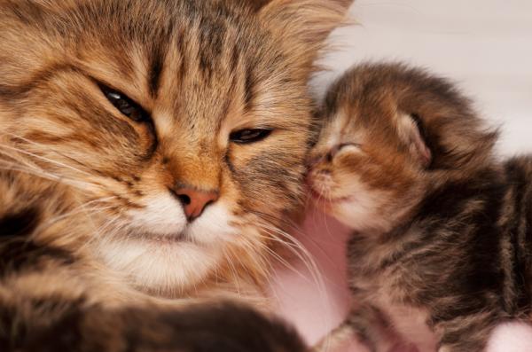 Wenn neugeborene Katzen ihre Augen öffnen