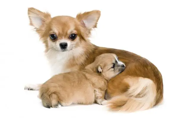 Wie viele Welpen kann ein Chihuahua haben?
