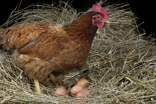 Wie viele Eier legt ein Huhn?