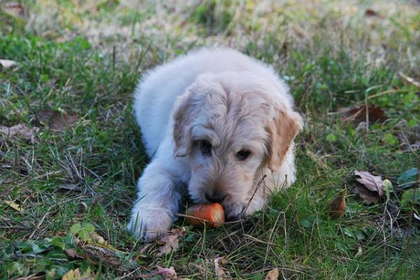 Diät für Hunde mit Leishmaniose