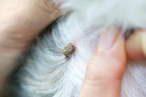 Krankheiten, die Zecken an Hunde übertragen