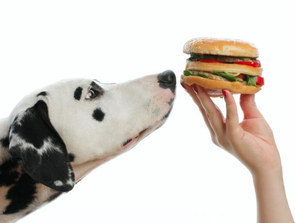Ist es gut für Hunde, Brot zu essen?