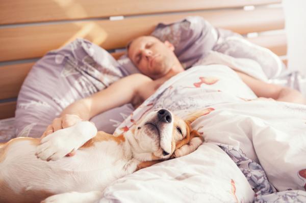 Ist es schlecht mit dem Hund zu schlafen?